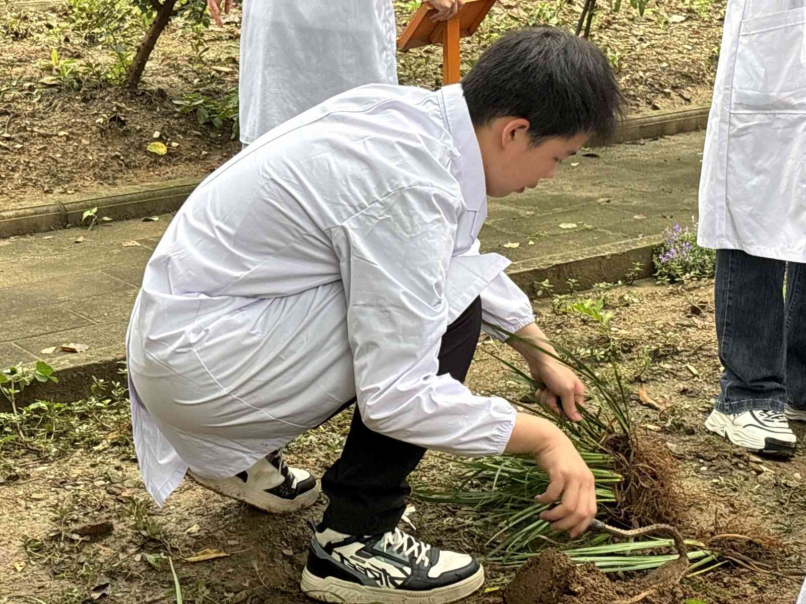 深耕田地挖菖蒲