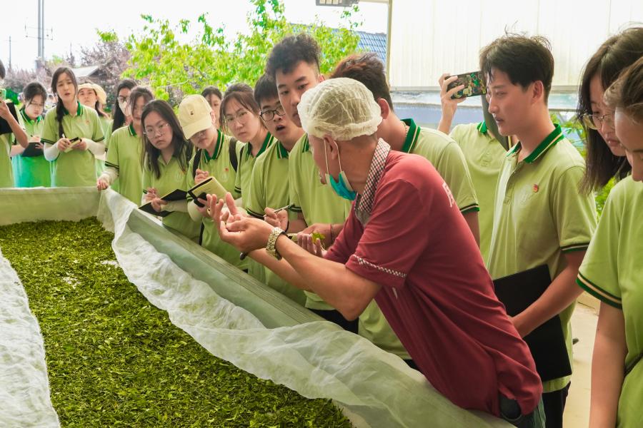 青岛农大学子威海行:访威茗茶业,品茶厂之兴