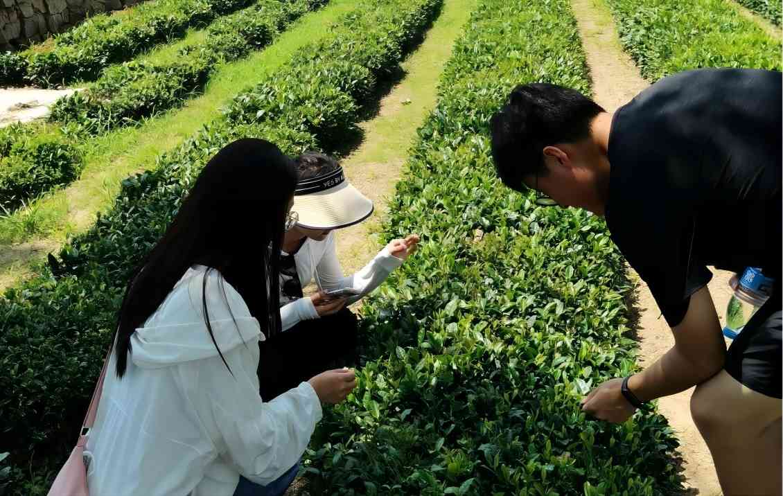 茶园里的独特风情,茶香中的乡村振兴