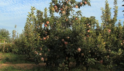 推进乡村建设,发展林果经济