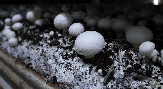 图为实践队参观叶县食用菌科技产业园智慧菇房,拍摄菌菇生长情况。裴星雨供图