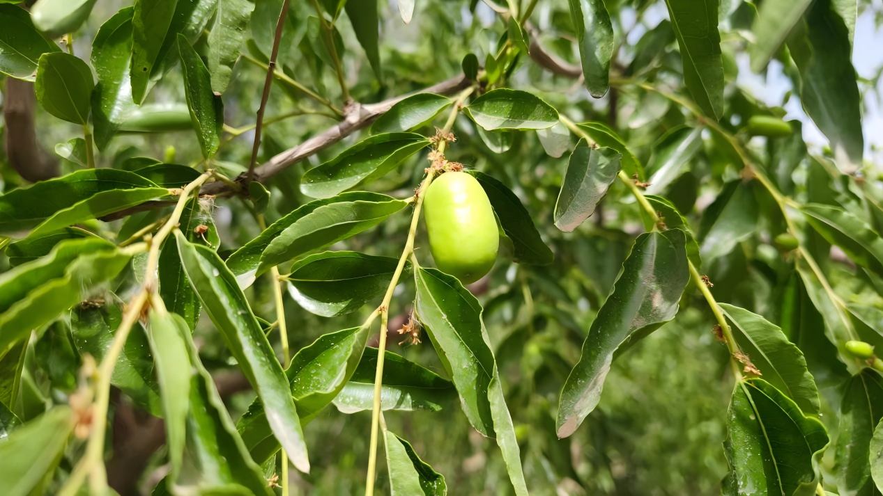 ��רҵ���ܼӹ����� ����������ҵ������Ч